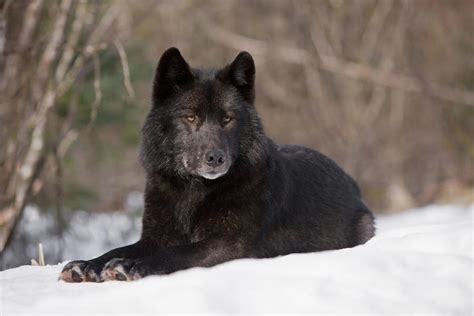 A black wolf standing in the snow